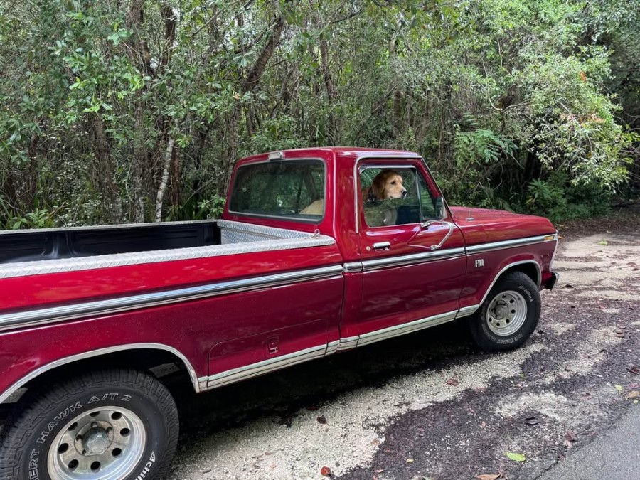 1974 Ford F-100 Ranger in gutem Zustand zu erwerben Baujahr BJ 09/1974