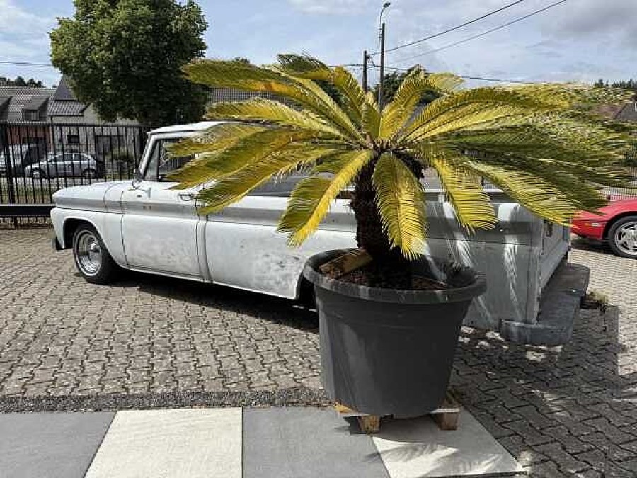 Chevrolet C15 Pick-up Baujahr BJ 09/1966